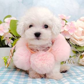 Bichon