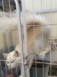 kucing untuk dijaga