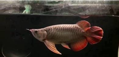 Super red short body 13 inch -wholesale