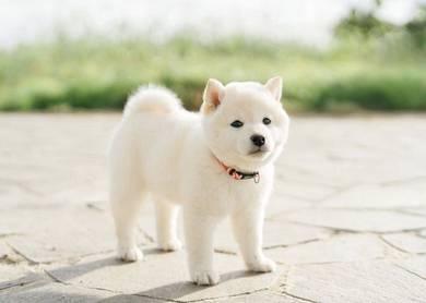 ASST1999 Shiba Inu white cream haired puppy