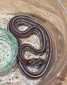 Tessera Corn Snake