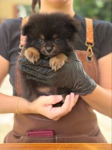 Pom