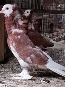 merpati kapuchi kaki berburu panjang