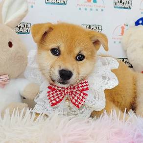 Shiba Inu