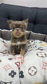 Chihuahua Female F1Dob : 06-03-26
