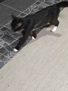 Kucing nak bagi free
