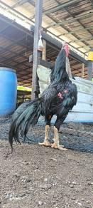 ayam super green