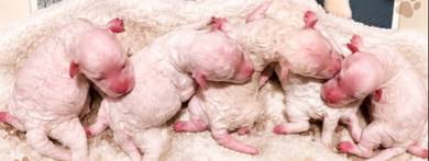 White Poodle