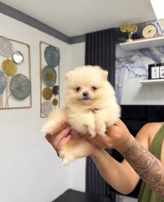 mini pomeranian puppy 