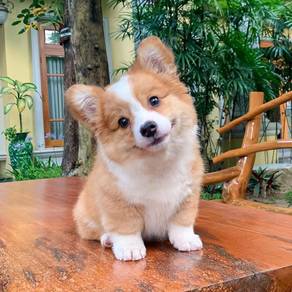 Silky Corgi Cute Fluffy Butt Puppy Baby Dog
