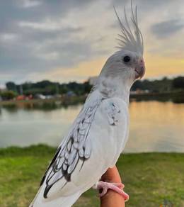 cockatiel