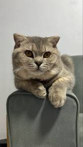 Scottish Fold