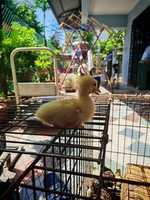 Anak Angsa