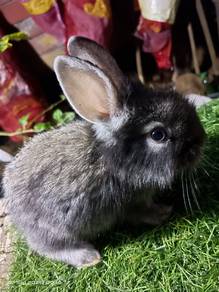 arnab