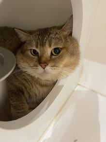 BSH untuk dijual 