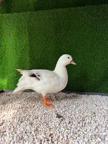 Call Duck
