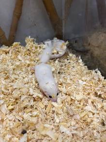 Dormouse