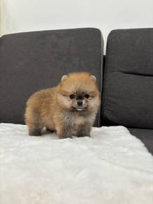 A_AQ11299 Tiny Pomeranian puppies dogs