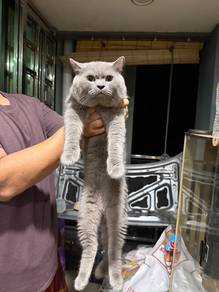 Bsh