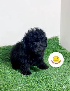 pp8686 black poodle puppy dog