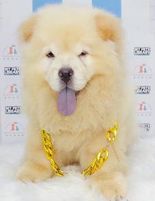 Chow Chow