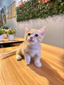 bsh munchkin shorthair short leg female kitten cat