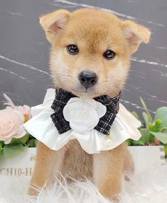 Shiba