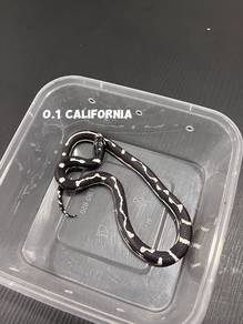 kingsnake