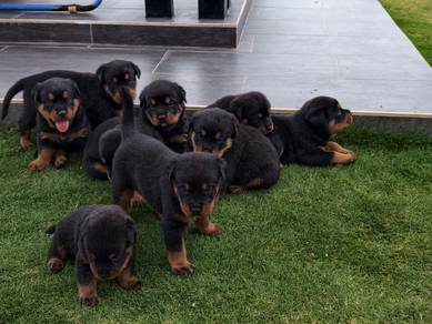 rottweiler puppies 3