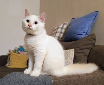Kitten For Sale（Male）
