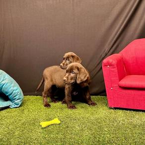 Labrador Retriever 8