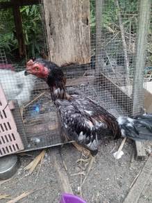 Ayam pama