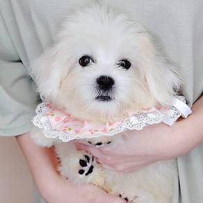 Bichon