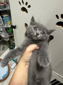 British Shorthair Blue