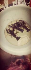 udang kara