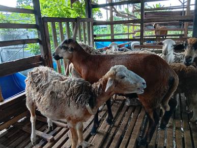 biri bb jate murah
