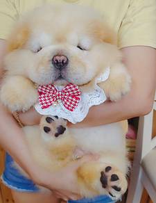 Chow Chow