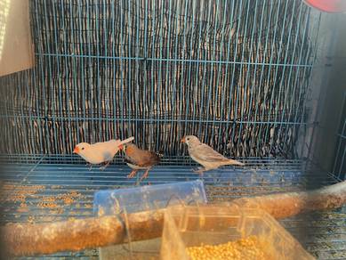 Zebra finch