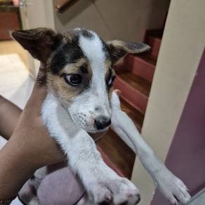 8 week old lonely puppy