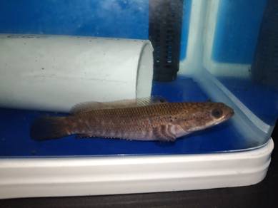 Channa Blue Pulchra
