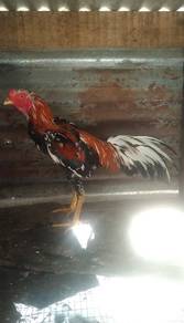 Ayam ratu 