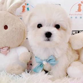 Maltese