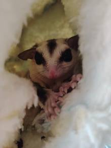 3 Sugar Glider