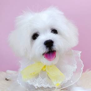 Maltipoo