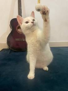 kucing kesayangan ku