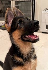 German Shepherd