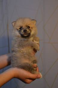 Pomeranian 