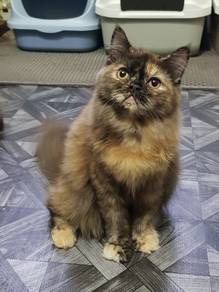 Cat to let go