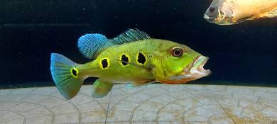 Peacock bass Orino 