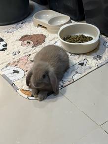 Holland Lop Rabbit